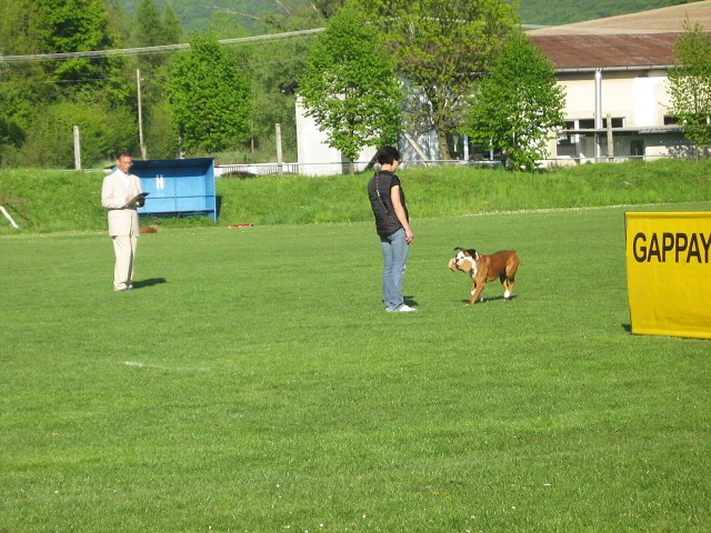 www.atibox.net * www.euroboxer.eu * www.boxergenealogia.eu